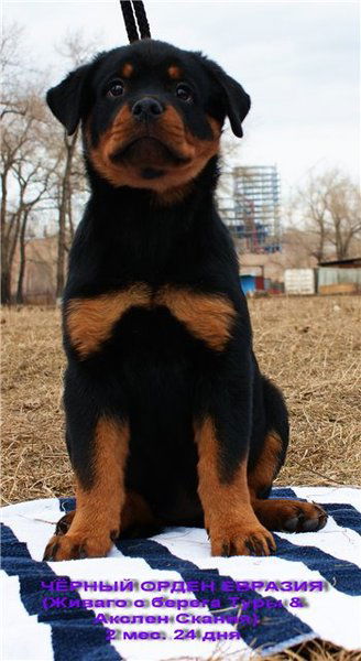 Мария Тетина