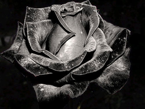 †black Rose†