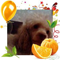 Южная-Звезда Солнышко-Амаретти