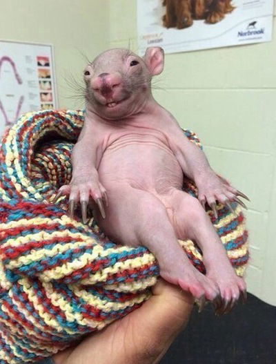 Григорий Викторович