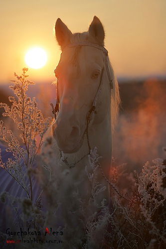Наталья Василькова