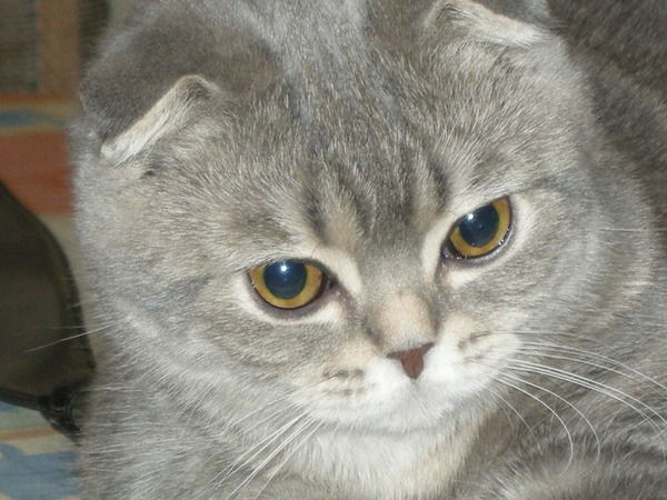 Неизвестно Неизвестно