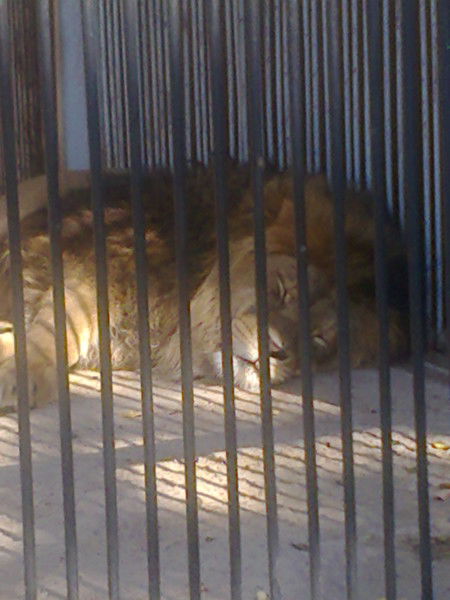 Сергей Митраков