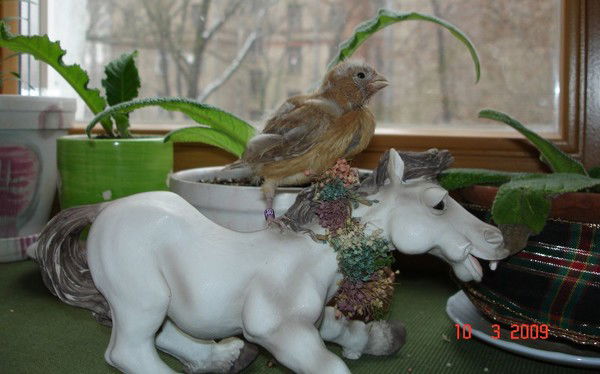 Игорь Валериевич