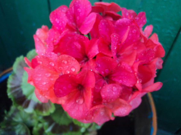 Эльвира Андина