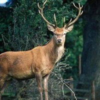 Дмитрий Иванов