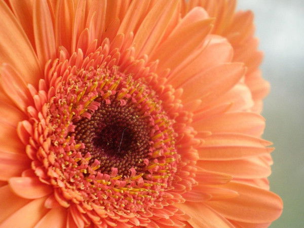 Елена Волкова