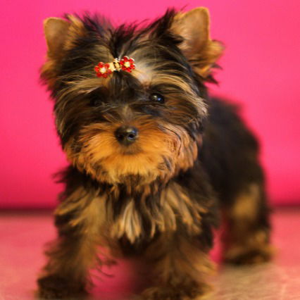 Eлена Феоктистова