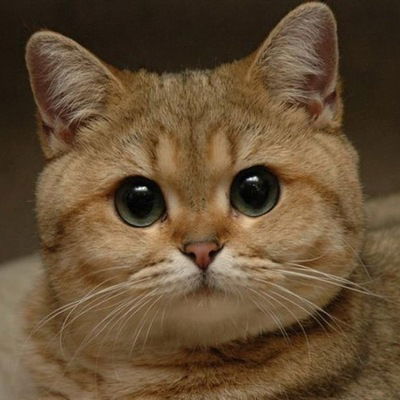 Екатерина Потапова