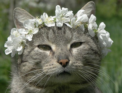 Светлана Белова