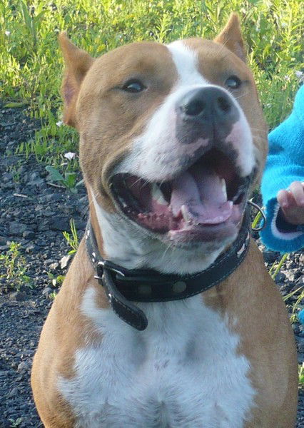 Елена Ворошилова