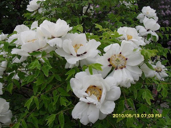 Ира Больбух