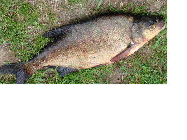 Агент106 Чекудибо