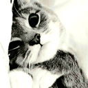 Васька Кот