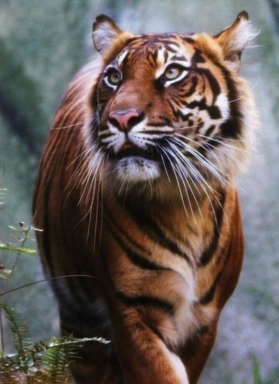 Амир Мамедов