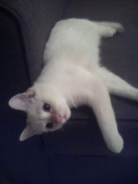 Марина Комнатова