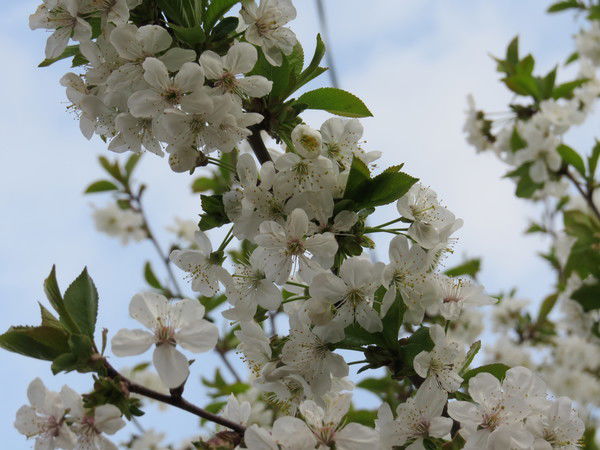 Ольга Топченко