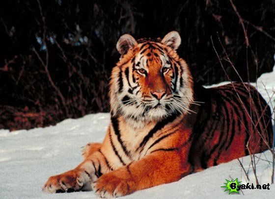 Константин Касаткин