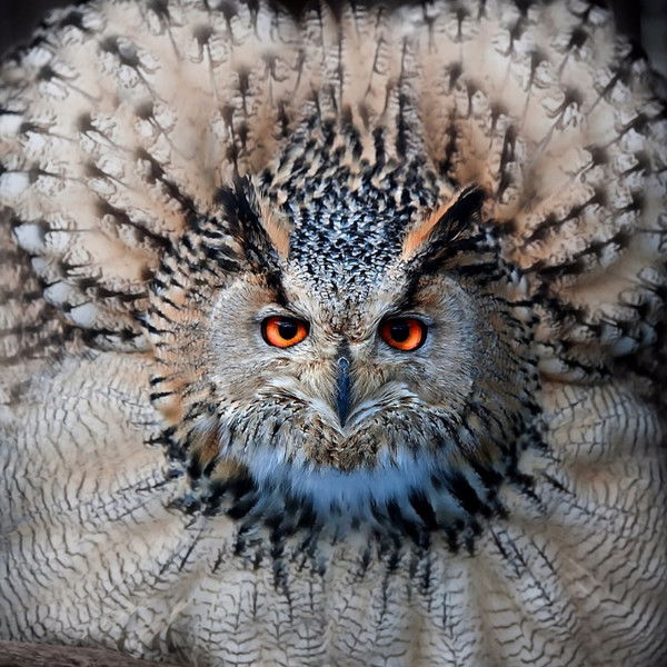 Ирина Сантана