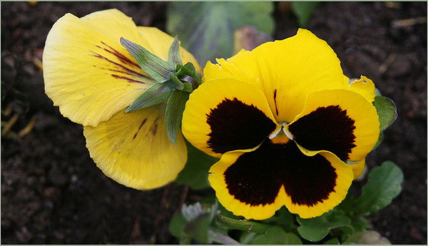 Виталий Волков