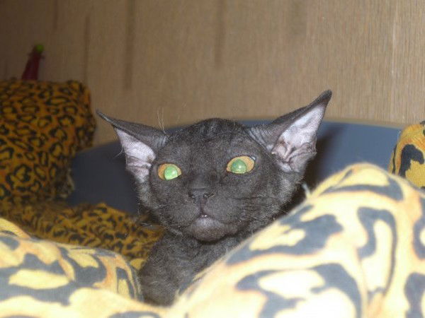 Сараева Анастасия