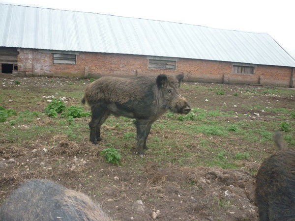 Сергей Леоничев