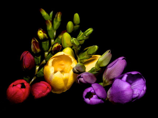 Асель Калбекова