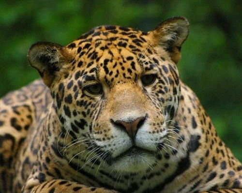 Сергей Скутин