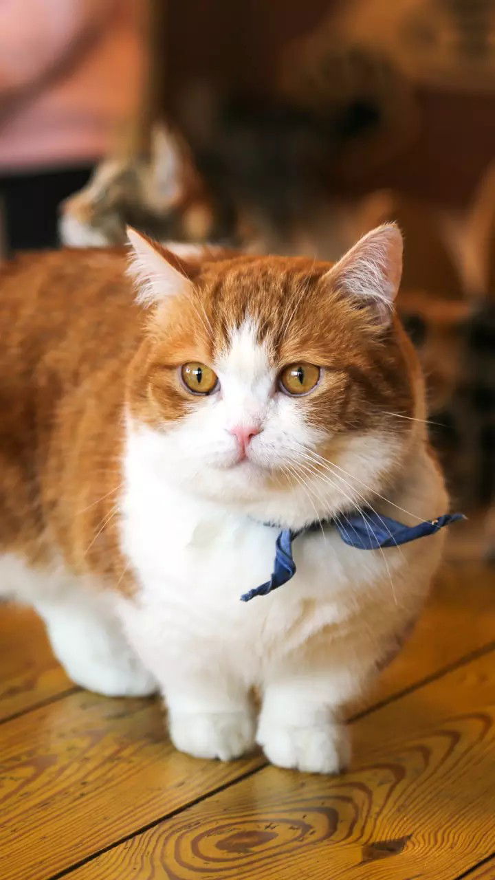 Иннуля Иннусик