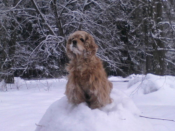 Енка Спаниелиха