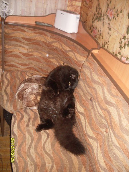 Коляденко Виталий Юрьевич