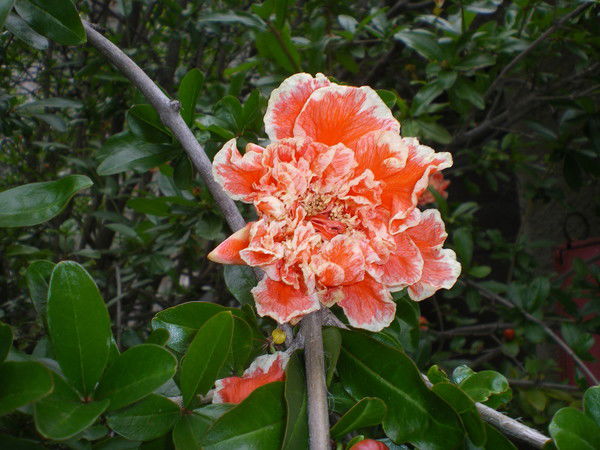 Гульнара Мустафаева