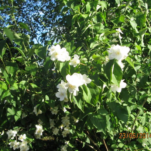 Ирина Михайлова