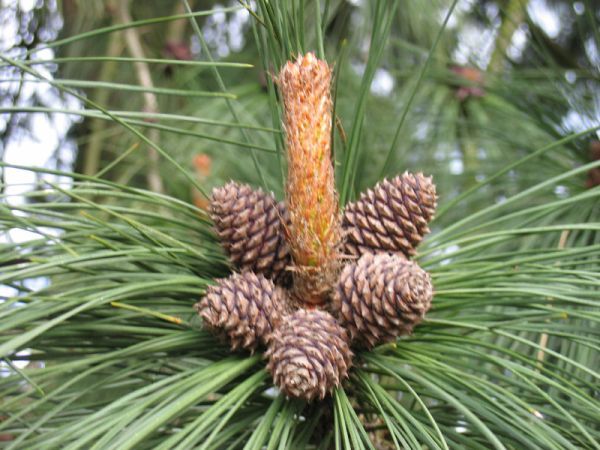 Ришат Гаппаров