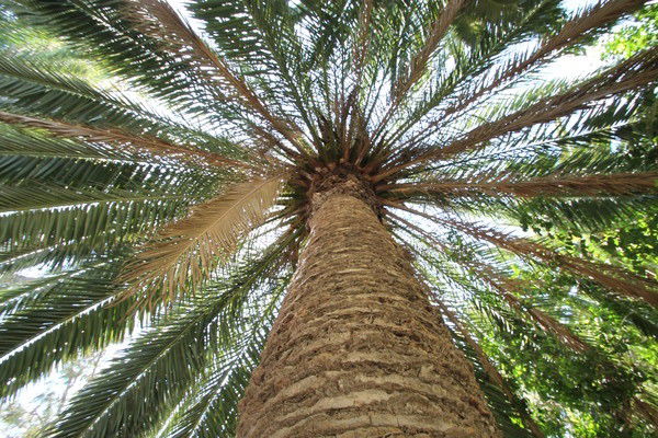 Елена Шишкина