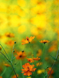 Светлана Кравцова