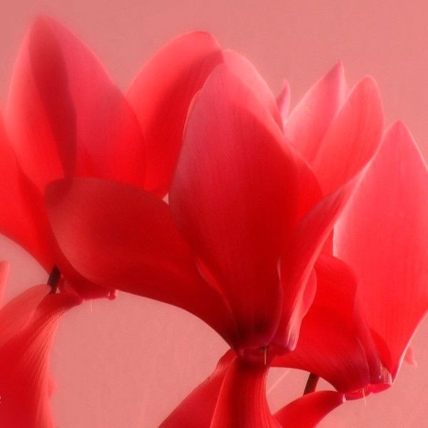 Сат- Голубка Кареглазая