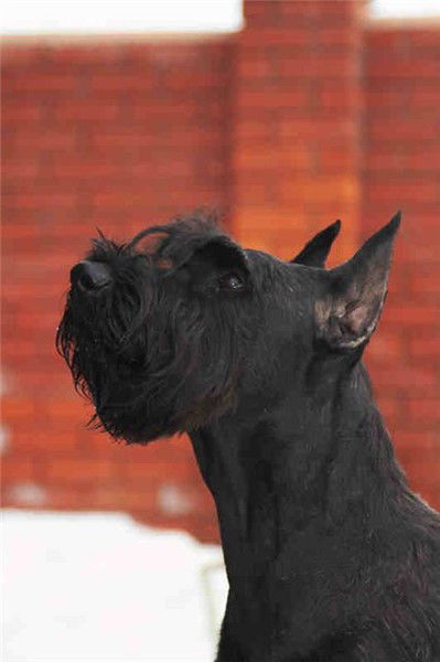 Елена Алексеева