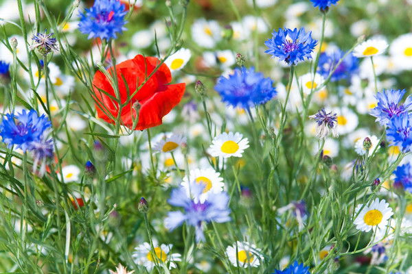 Надежда Муханцева