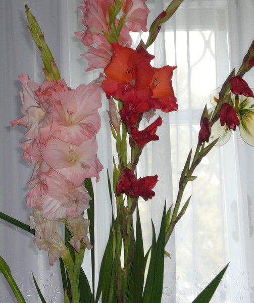 Владимир Гранкин