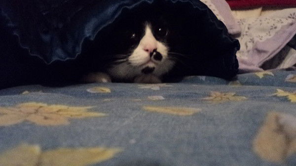 Георгий И Анна Д.ф.