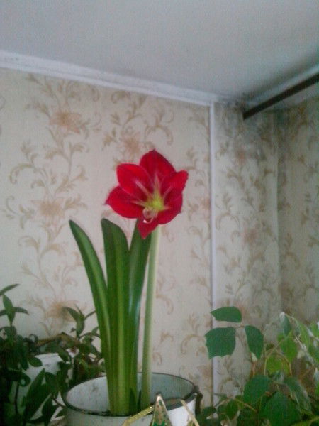 Алексей Черненко