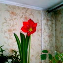 Алексей Черненко