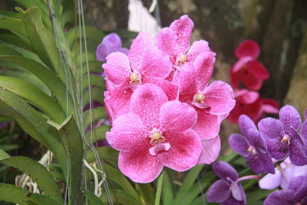 Любовь Гарина