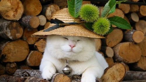 Зинаида Резниченко