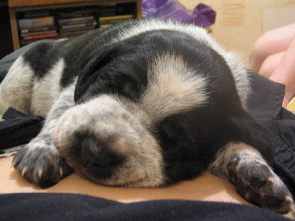 Евгения Николаева