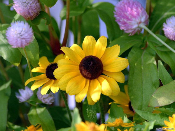 Светлана Григорьева