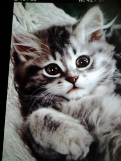 Юлия Горбунова