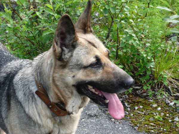 Елена Аронова