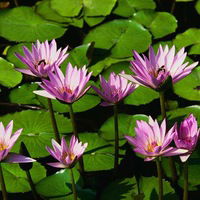 Екатерина Михеева